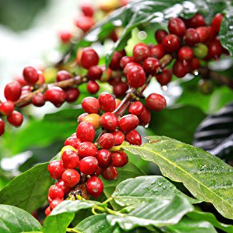 Kenya: Nyeri AA+ (Washed) 150g