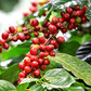 Kenya: Nyeri AA+ (Washed) 150g